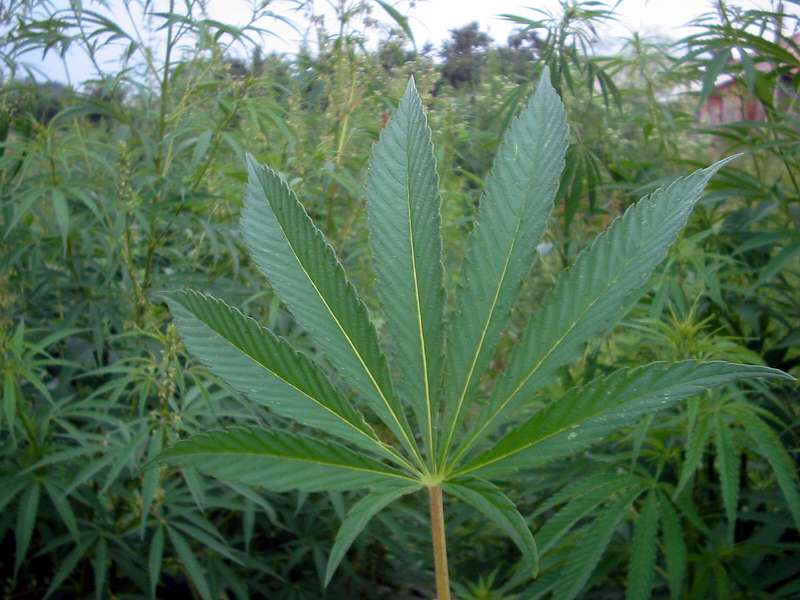 The findings showed that compounds found in cannabis could reduce the size of stroke and improve neurological function. (Source: Wikimedia/Bogdan)