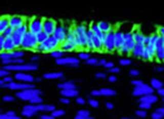 Epithelial cells (blue), which have been derived from stem cells, are arranged in a flat sheet, just as they are in the lining of the lungs. Also mimicking the way airways are arranged, the cells are contacting liquid on one side (below) and air on the other. (Source: Salk Institute for Biological Studies)