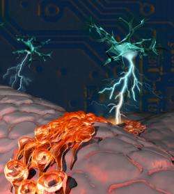 In this artist's representation of the adult subependymal neurogenic niche (viewed from underneath the ependyma), electrical signals generated by the ChAT+ neuron give rise to newborn migrating neuroblasts, seen moving over the underside of ependymal cells. (Source: Duke University/O’Reilly Science Art)