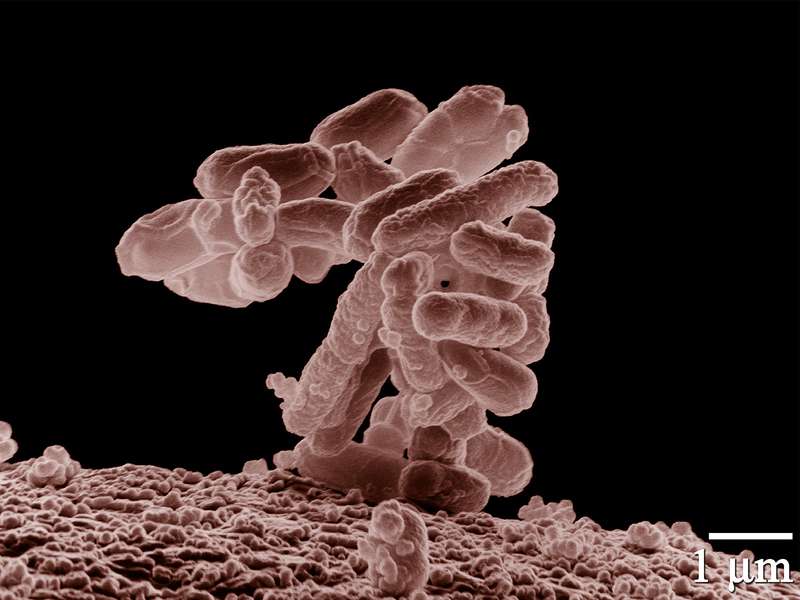 Low-temperature electron micrograph of a cluster of E. coli bacteria.