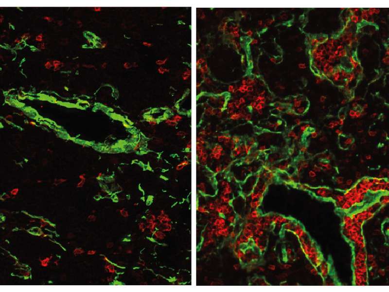 The normal mouse thymus (left) contains only a small fraction of B-cells (red). If the gene FOXN4 is activated, a fish-like thymus with many B-cells develops. This state is likely to have existed about 500 million years ago, at the time when the first vertebrates emerged. (Source: Max Planck Institute of Immunobiology & Epigenetics)