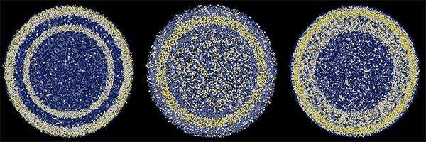 This is an expression of all the genes of a neuron during the first hours after its birth. Each circle represents a development stage (6h, 12h, 24h), and the colored points within each circle represent the level of gene expression. (Credit: Jabaudon Lab/ UNIGE)