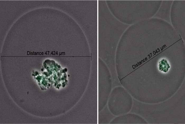 Two GMD containing gut-community microcolonies are shown, with green fluorescence marking the DNA. (Source: Los Alamos National Laboratory/A. Dichosa)