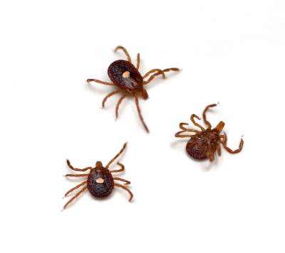 Lone Star tick, Amblyomma americium. (Source: UCSF)