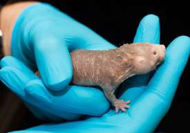 Naked mole rats are small, hairless, subterranean rodents native to eastern Africa. (Source: University of Rochester)