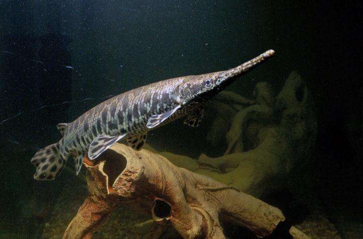 Picture Of A Gar Fish | Spotted Gar Fish Could Bridge Biomedical Gap Picture Of A Gar Fish | Spotted Gar Fish Could Bridge Biomedical Gap